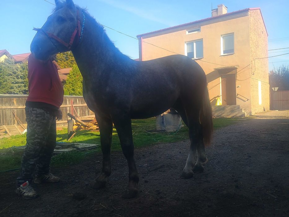 Szperam ogiera szpaka