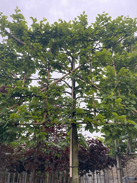 Palmet-Ekran -Grab-Ambrowiec-Grusza-Laurowiśnia Cena 1550 zł