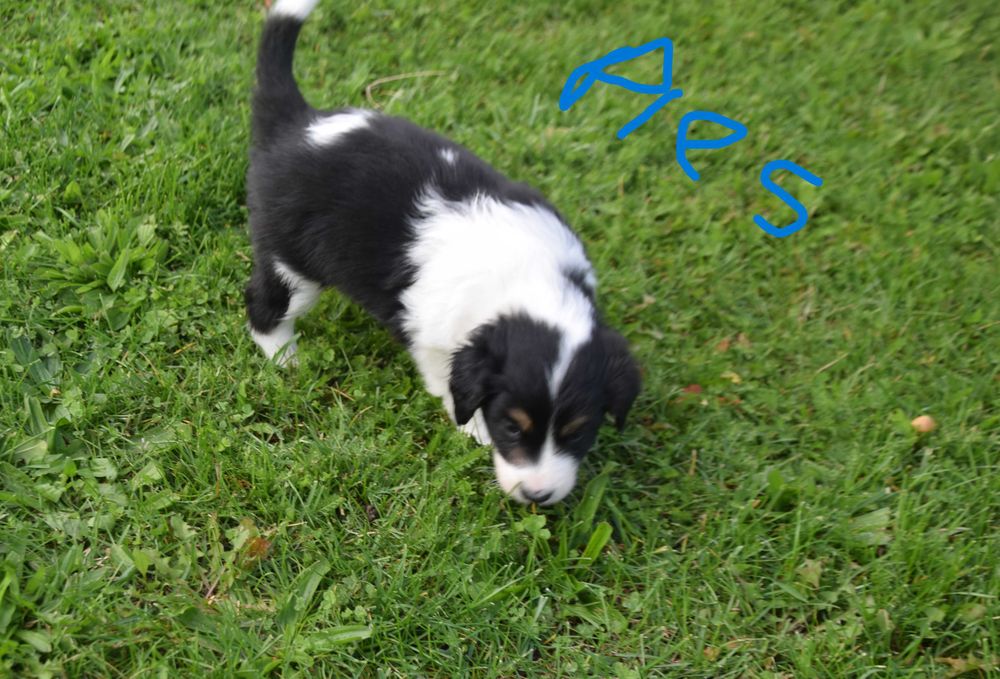 pies Border Colie