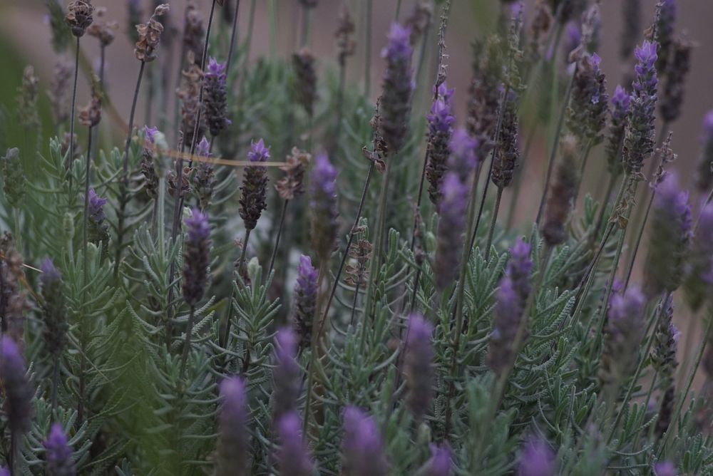 Leica Elmarit-R 135mm f2.8 (adaptador sony e-mount) Lente Objectiva