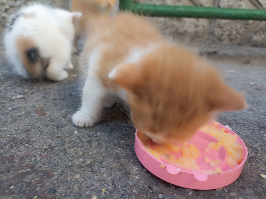 Віддам котенят .