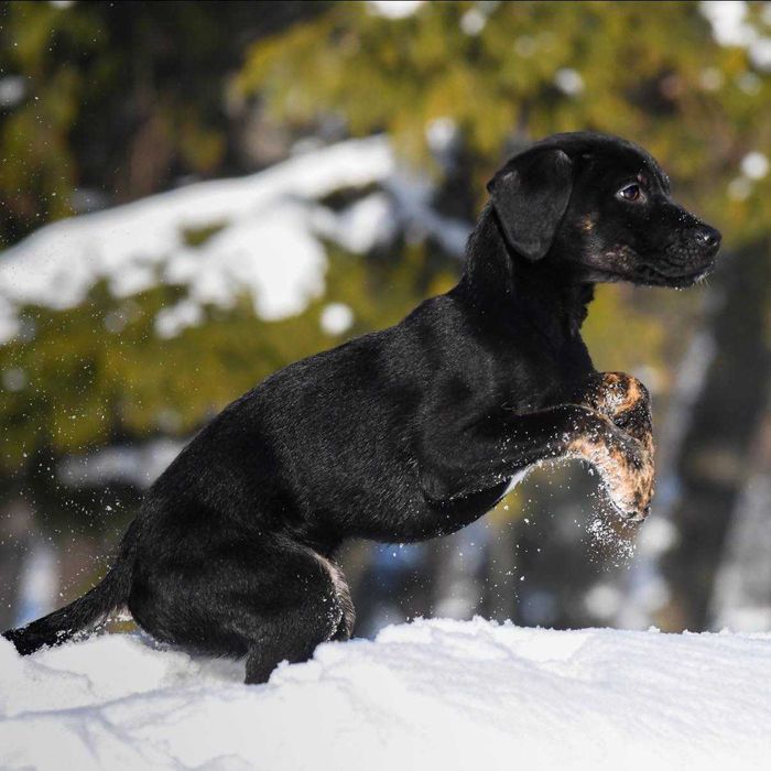Do adopcji - malutki Jędruś!