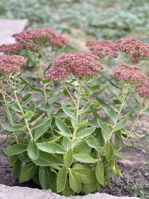 Продам излишки Очиток видный очиток высокий розовый многолетний