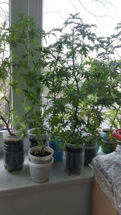 Пеларгония душистая (запах лимона)