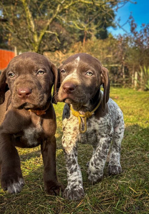 Wyżeł niemiecki krótkowłosy- szczeniaki  „Znad Odrzańskich Pól” FCI