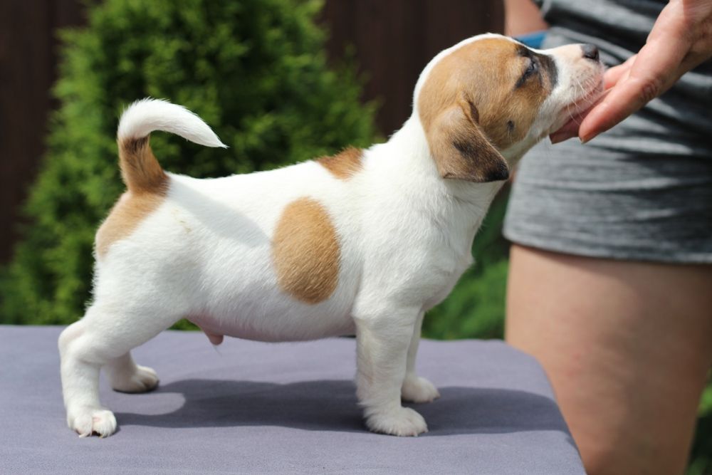 Готові їхати до нових родин вже сьогодні