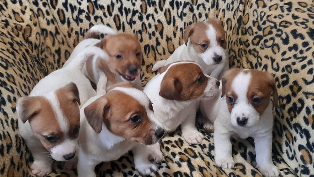 Jack Russell Terrier piesek