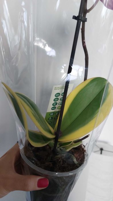 Phalaenopsis variegata Magic Leaf