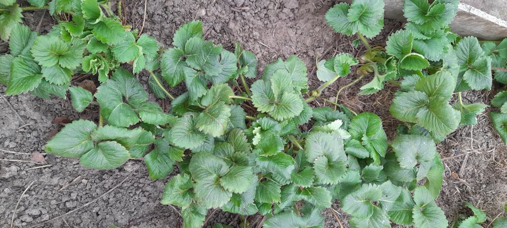 Саженцы клубники Купчиха