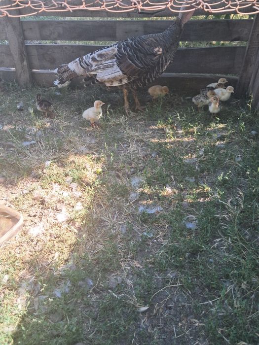 Продам індичат з індичкою