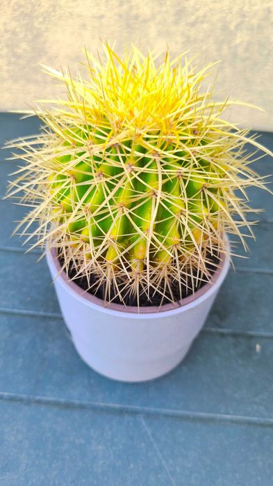 Planta natural cato