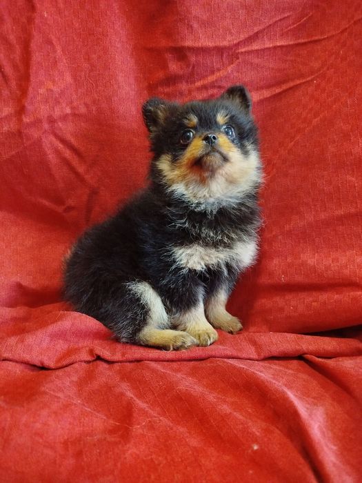 Цуценята хлопчики Шпіца.