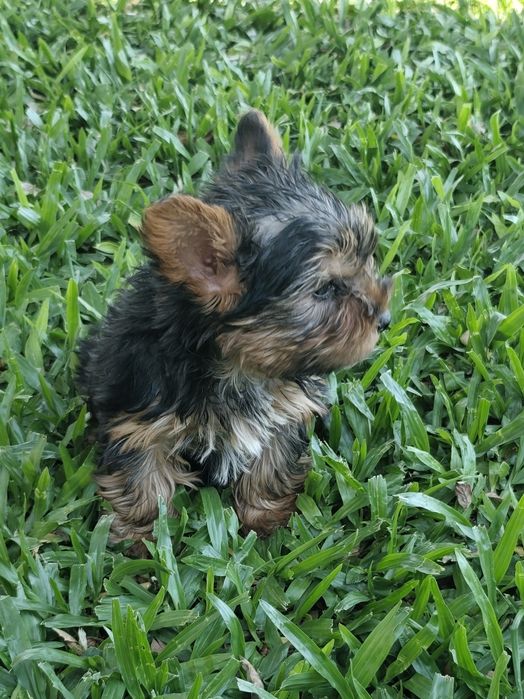 Macho  Yorkshire Terrier
