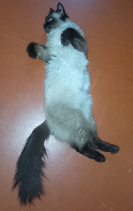 Бронювання котенят