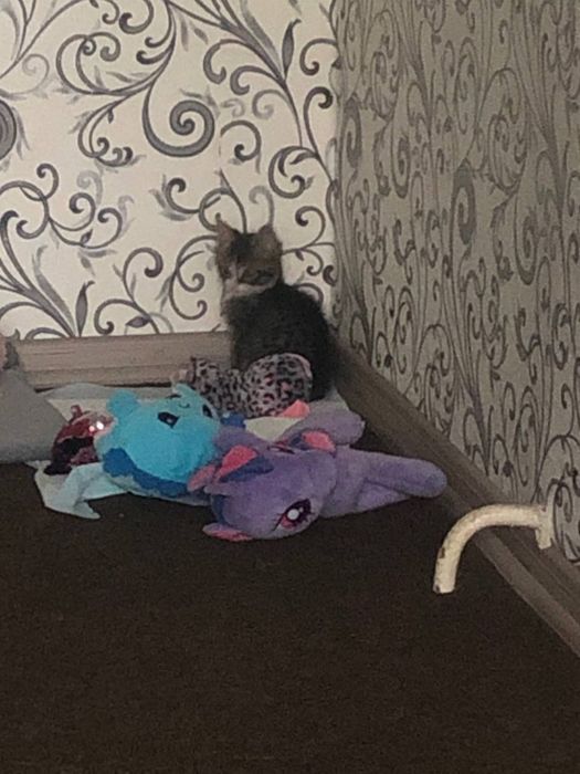 Отдаю 2 котика в хорошие руки!