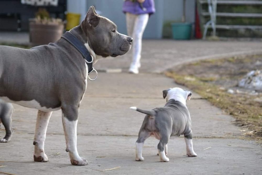 amstaff ZKwP FCI