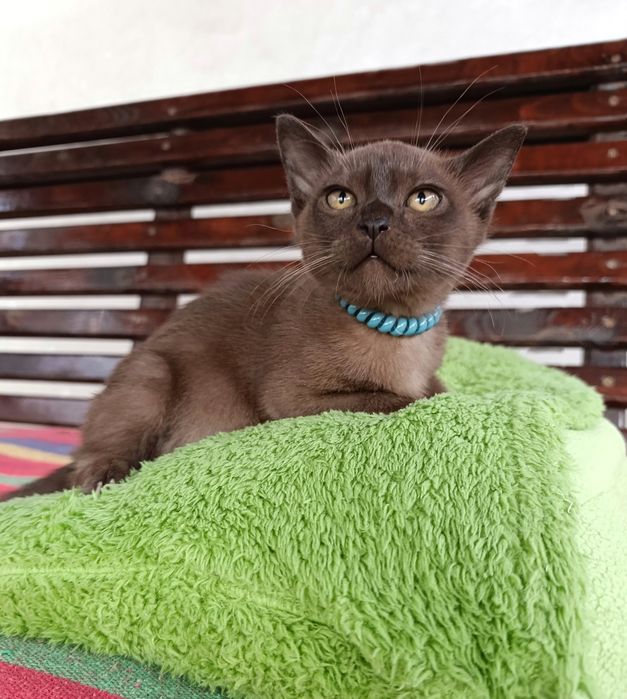 Котики, малыши, Европейская бурма