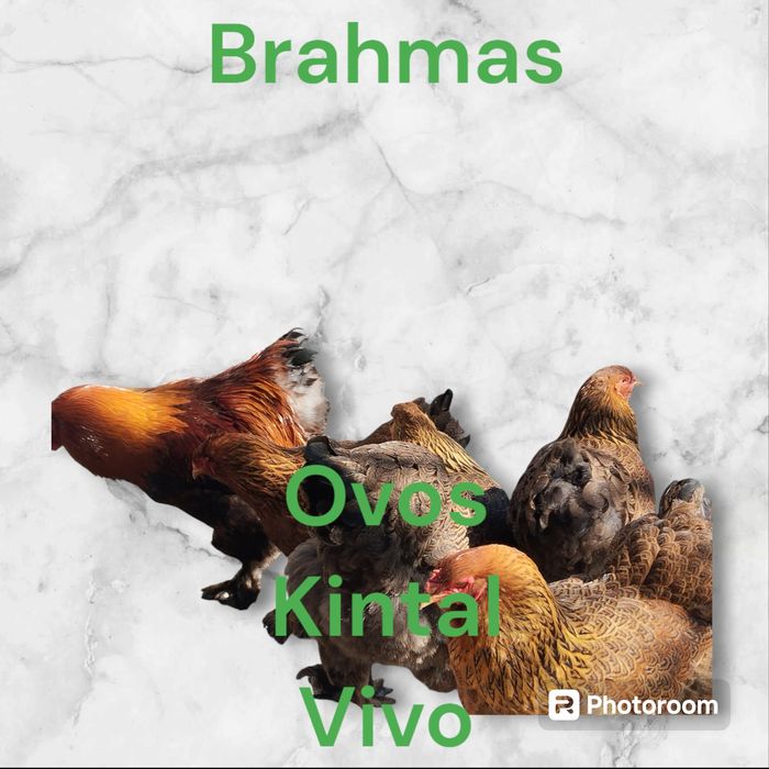 Ovos galinha de raça