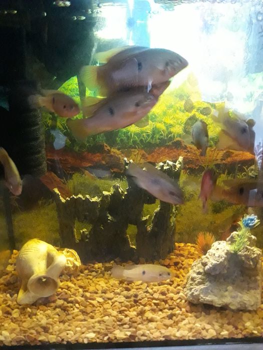 Продам Хроміс Красавец