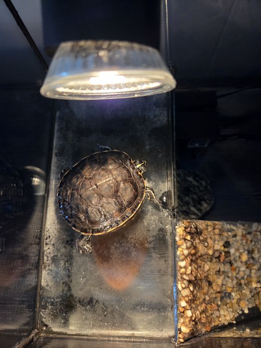 Żłów wodno lądowy