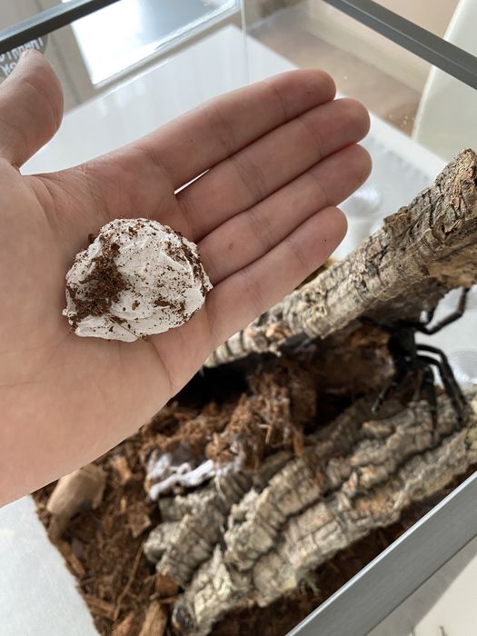 Psalmopeus irminia L3 + (Zestawy na start)