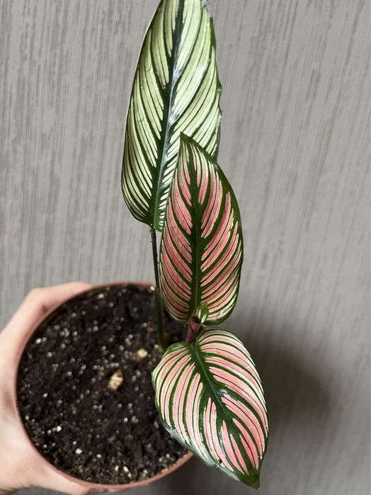 Калатея ктенанта