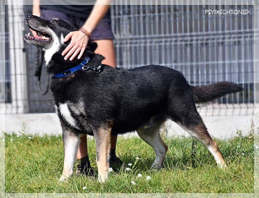 Kochany Radzio szuka domu