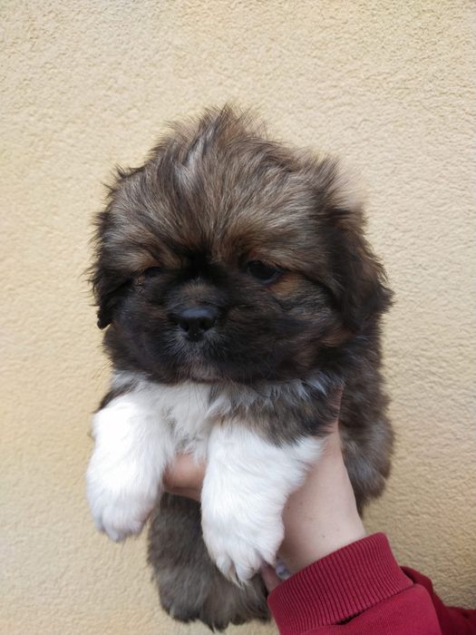 Pekińczyk szczeniak