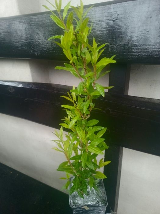 Гранатові дерева