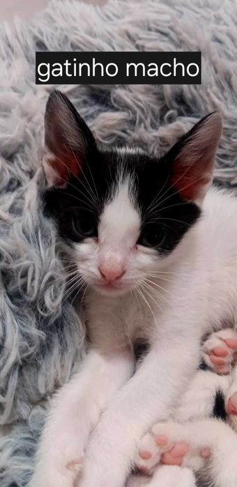 Gatinhos para adopção responsável
