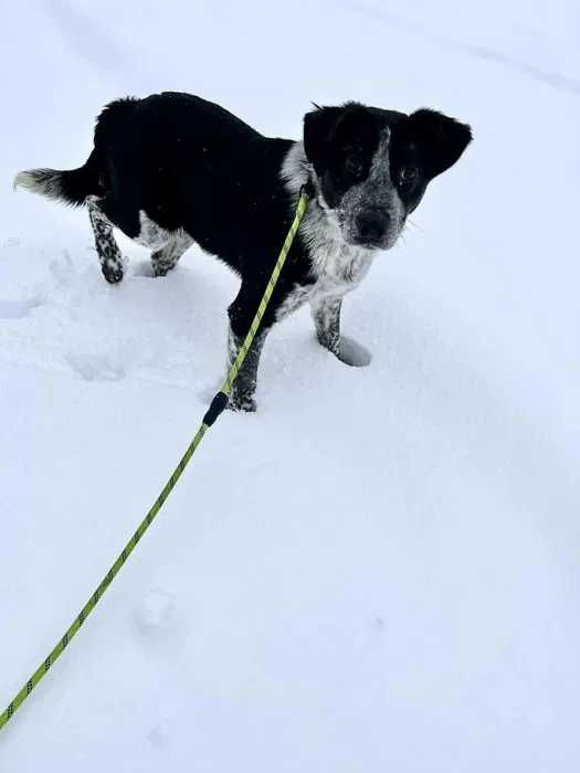 Dżemik zasługuje na kochający dom