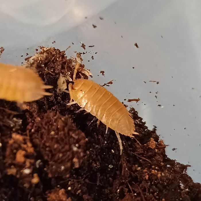Isopody Porcellio legis Orange 10 szt. Szczecin