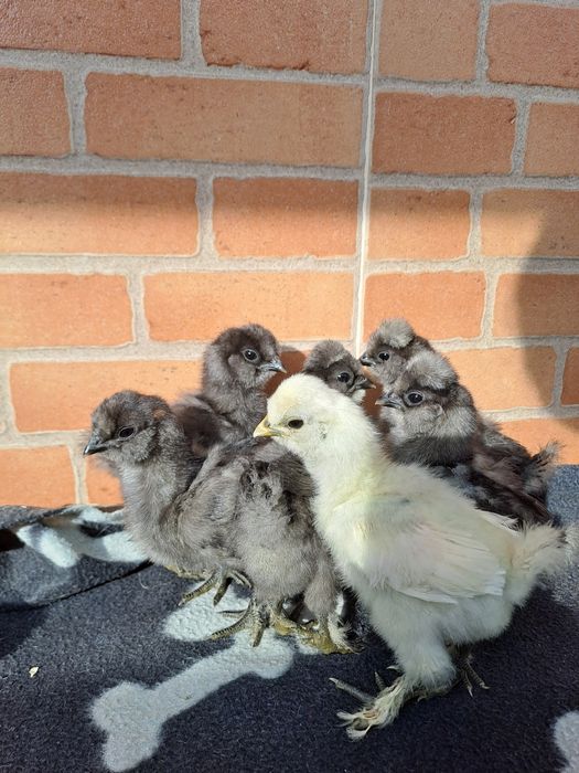 Sedosa do Japão - pintos