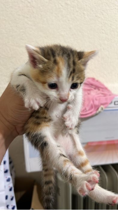 Gatinhas bebes com um mes e meio