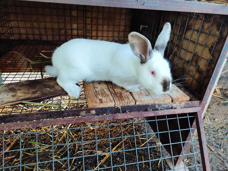 Coelhos raça Gigante de Flandres para reprodução