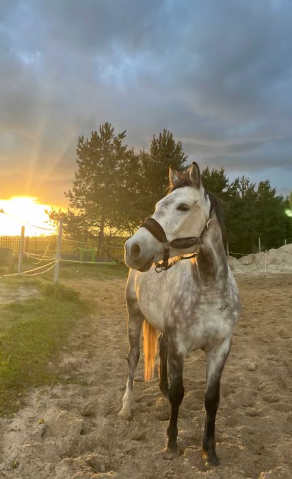 Dzierżawa  konia Pultusk