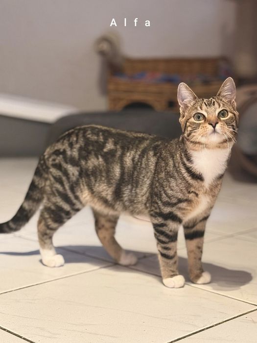 Fantastyczna czwórka szuka domów