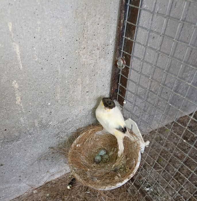 vendo 2 casais de canários ou troco por caturras