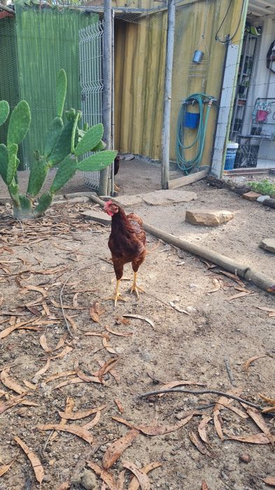 Galos Rhode Island Red