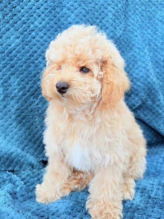 MALTIPOO F1B  piesek