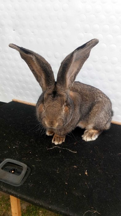 KROLIKI Belgijskie Sprzedam