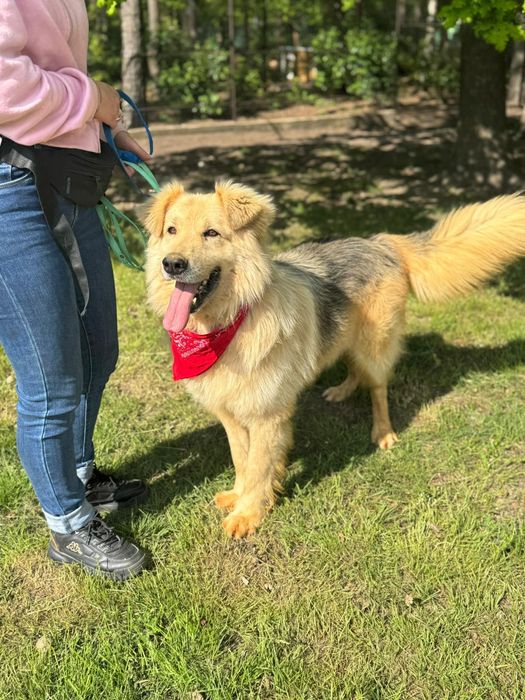 Piesek okolo 5 lat