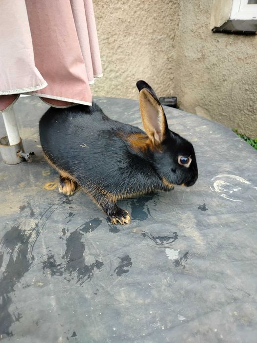 Króliki zajączkowaty samiczka