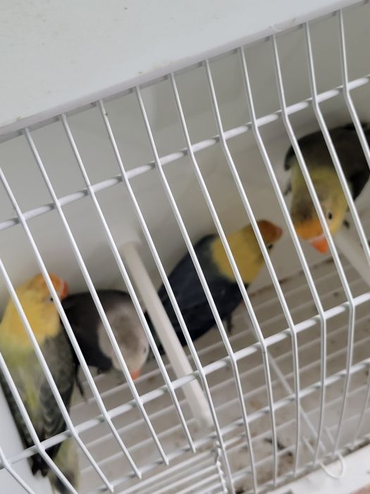 Aves para cedência