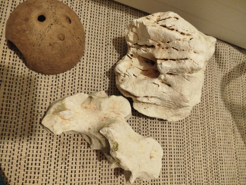 Rochas calcárias e côco