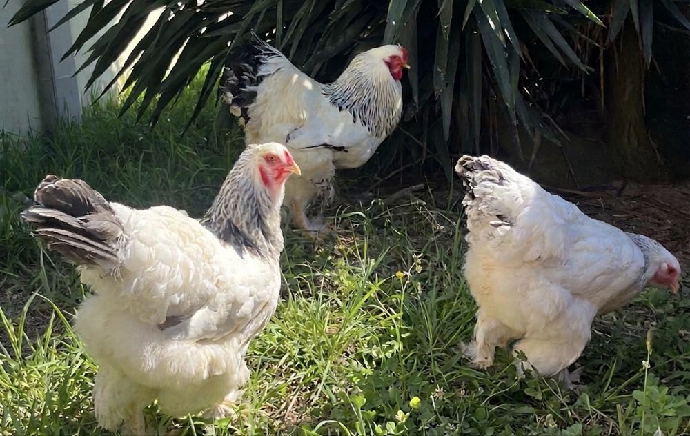 Ovos de Brahma Light com otima taxa de fertilidade