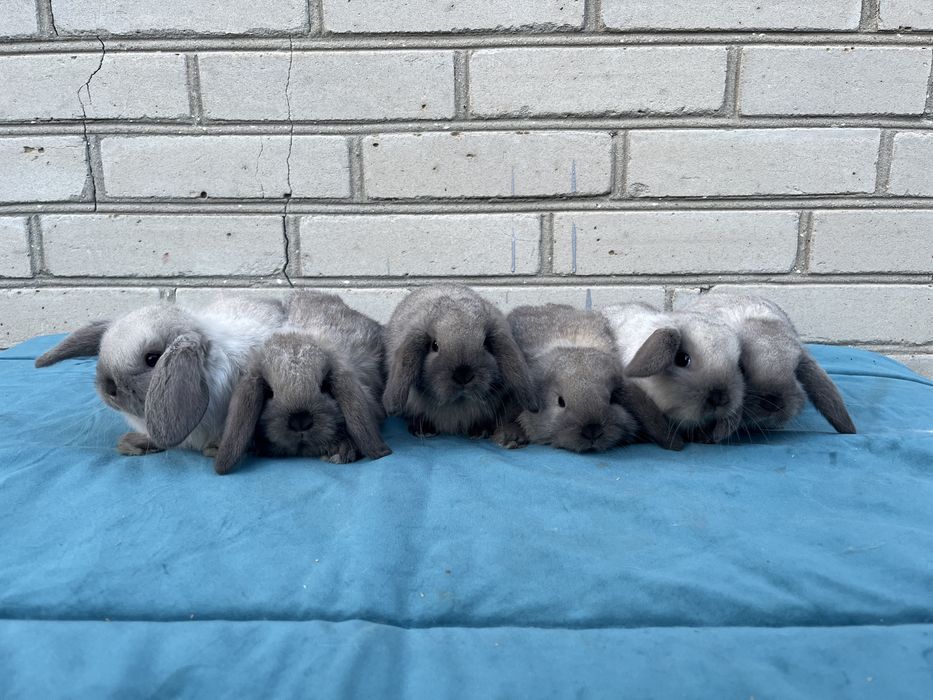 Karzełek Baranek/Mini Lop - Rodowód/Metryka Królik Króliki