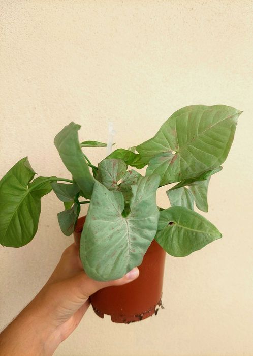 [Planta] Syngonium Milk Confetti