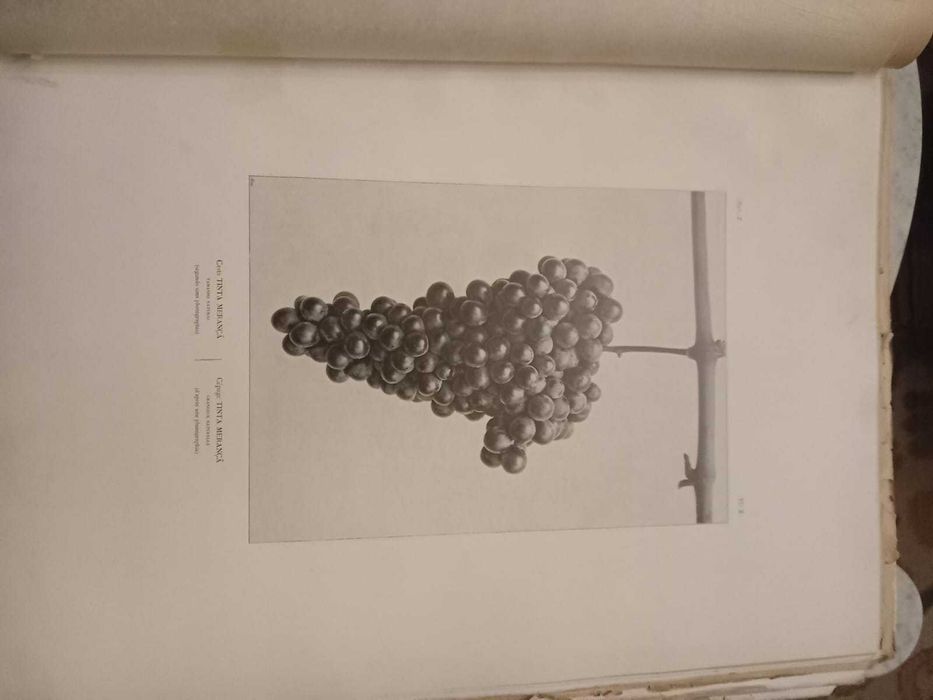 Portugal Vinicole 1900, Cincinatto Da Costa, Exemplar numerado