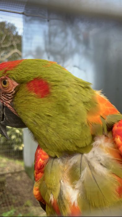 Ararara rubrogenys